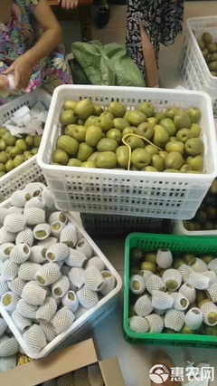 中國蒼溪紅心獼猴桃