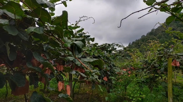 樂業縣紅心獼猴桃