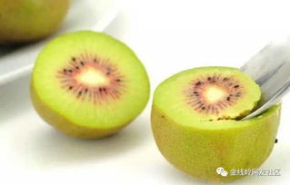 高縣最好吃的原生態(tài)紅心獼猴桃 這一輩子都不會(huì)再有比它還好吃的水果