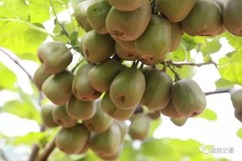 苗鄉(xiāng)富硒紅心獼猴桃來啦