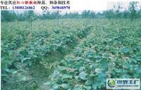 專業0紅心獼猴桃嫁接苗_農副產品_世界工廠網中國產品信息庫
