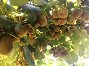 建德館 紅心獼猴桃2斤簡裝單果克重60g左右 江浙滬皖包郵 維好多果園生態無公害超甜