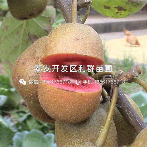 紅心獼猴桃苗價格 紅心獼猴桃苗多少錢一棵