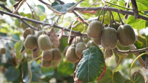 本土紅心獼猴桃上市,今年還試種了不用剝皮的軟棗獼猴桃