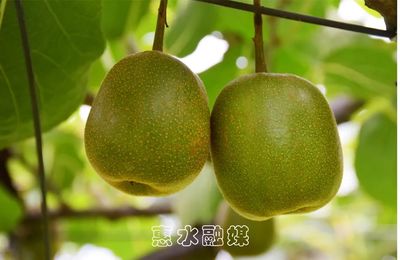 擺金鎮馬道村紅心獼猴桃豐收了