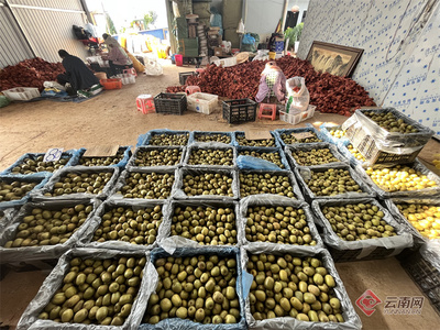 玉溪江川:近千畝紅心獼猴桃搶鮮上市