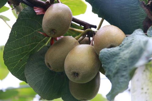 中國農民豐收節暨騰沖紅心獼猴桃采摘節9月8日啟動 小伙伴們約嗎