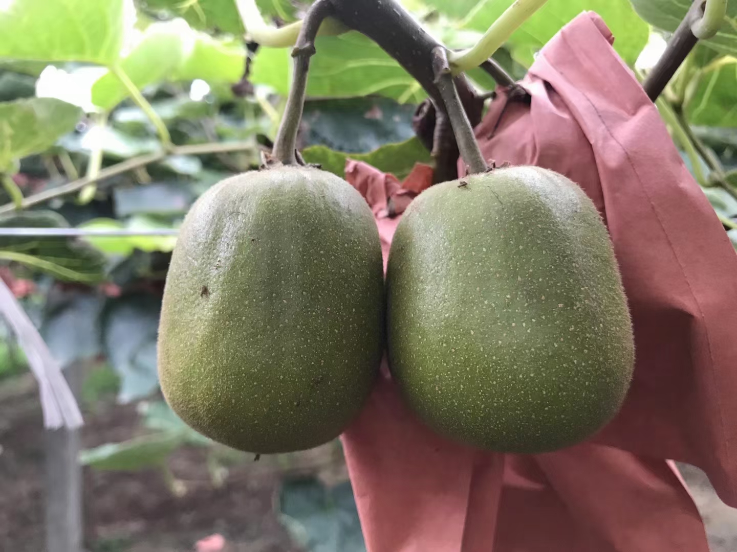 #農家果園 紅心獼猴桃果肉細嫩、香氣濃郁、口感香甜清爽、酸度極低-今日頭條