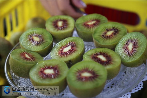 樂業紅心獼猴桃今日上市