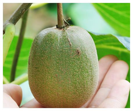 享有 水果之王 的紅心獼猴桃,皮薄汁多,口感清甜,你們吃過嗎