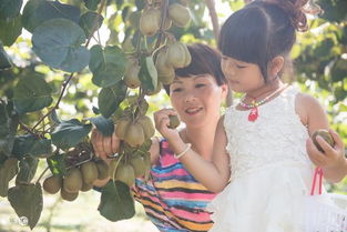 湖南湘西珍貴的特產水果之王 紅心獼猴桃