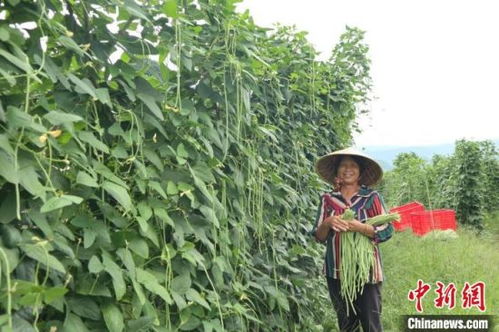 中南大學因地制宜產業扶貧 造血 富民