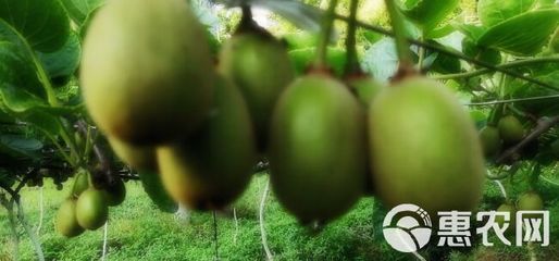 我的是有機紅心獼猴桃,口感超甜,香味濃郁,色澤亮麗