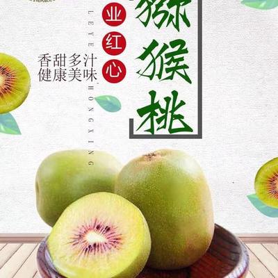 廣西羅城400畝紅心獼猴桃豐收農民樂