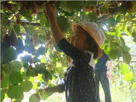 甜獼相約在溝溪，一起去采摘紅心獼猴桃吧
