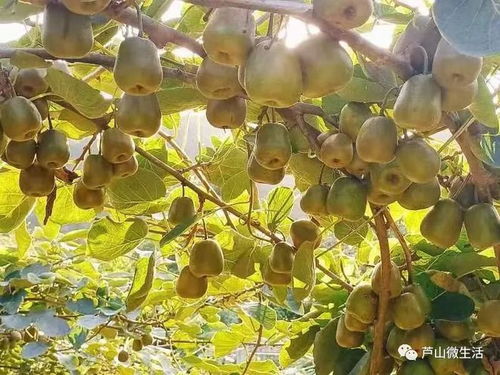 紅心獼猴桃甜蜜來襲，驚艷味蕾，包郵到家！