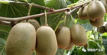 紅心獼猴桃怎么種植 紅心獼猴桃高產種植技術有哪些呢