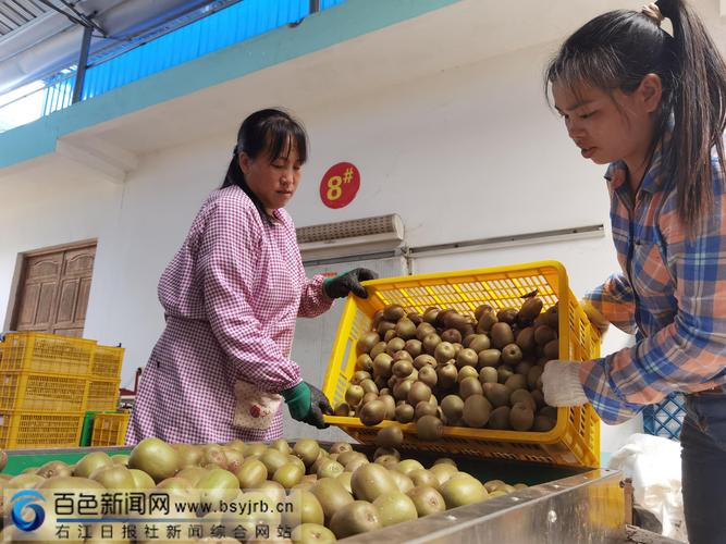 果肉細嫩，口感清爽！樂業紅心獼猴桃甜蜜上市