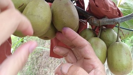 如何挑選天然健康、不依賴膨大劑的紅心獼猴桃