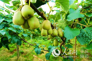 萬盛萬東鎮紅心獼猴桃喜迎掛果，特色產業繪就鄉村振興新圖景